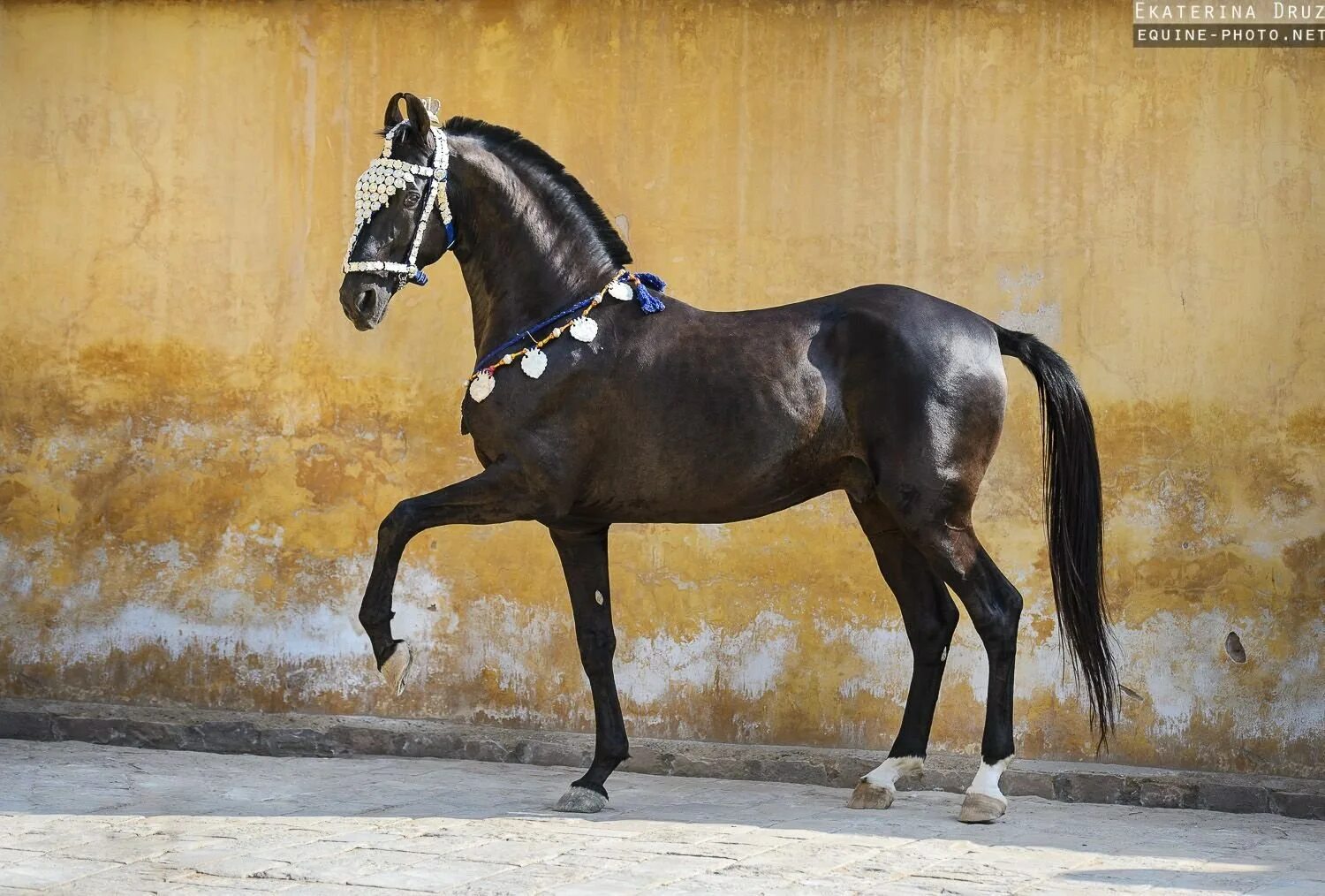 Indian horse. Лошади породы марвари. Марвари гнедая. Индийские лошади марвари. Пегий марвари.