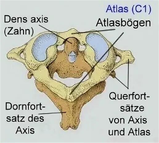 Dens axis. Dens axis