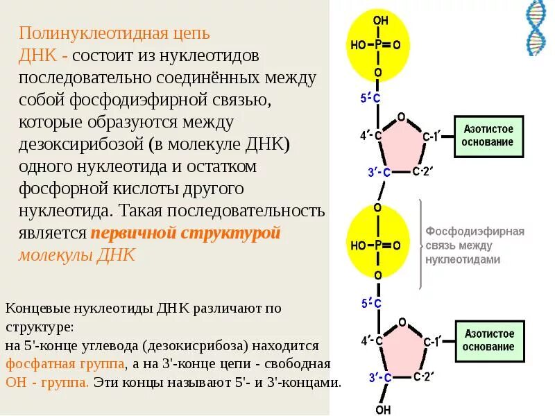 Нуклеотиды в днк соединяются