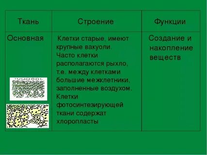 Какие клетки в основной ткани растений