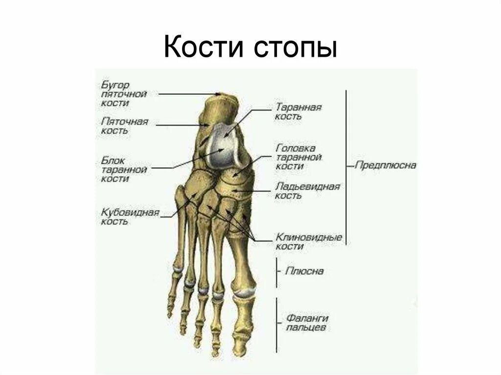 Стопа анатомия строение кости. Кости предплюсны стопы анатомия. Кости стопы человека анатомия. Строение костей стопы.