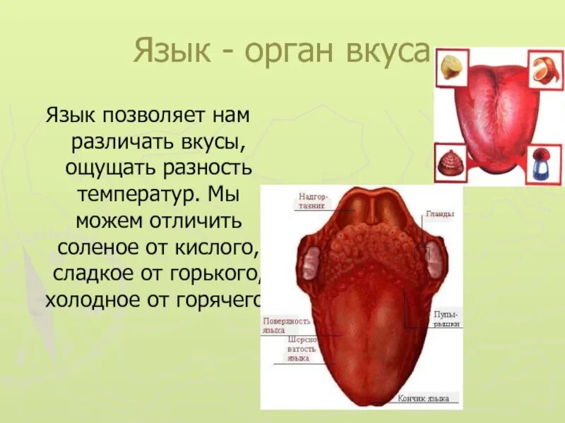 В которых любому органу будет. Презентация органы чувств язык 3 класс. Презентация на тему орган вкуса. Сообщение о органе вкуса.