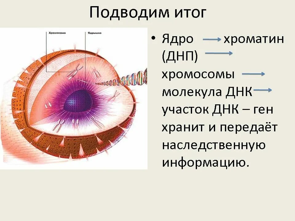 Какие изменения происходят в ядре