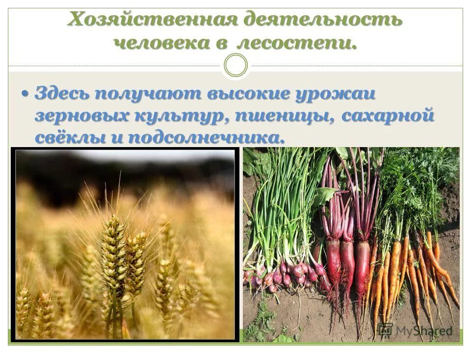 Хозяйственная деятельность лесостепи и степи в россии. Отрасли растениеводства и животноводства. Виды хозяйственной деятельности в лесостепи. Занятия человека в лесостепной зоне. Виды хозяйственной деятельности в лесостепи.