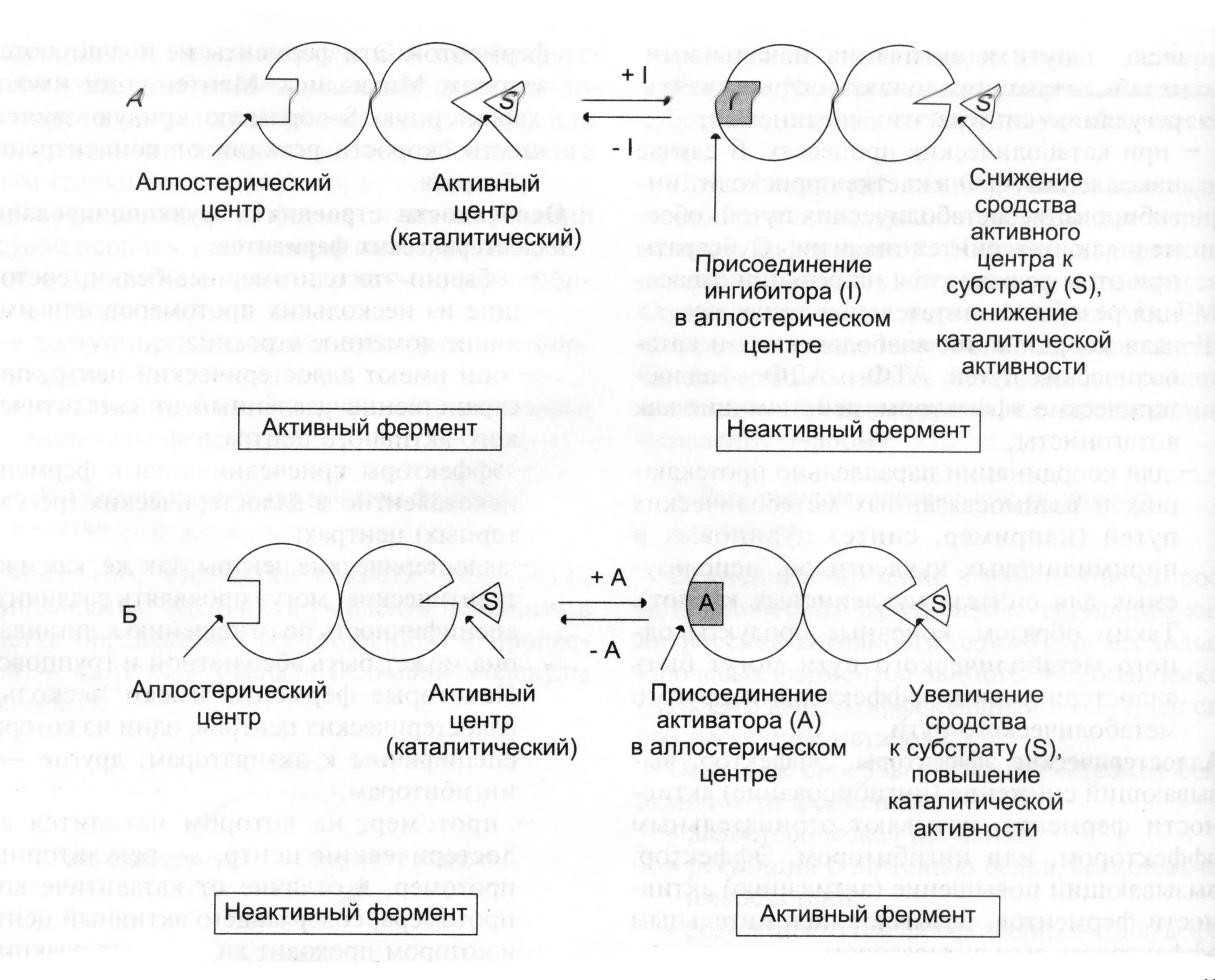 Этапы действия фермента. Схема регуляции активности аллостерического фермента. Аллостерическая регуляция активности ферментов. Схемы действия аллостерических активаторов и ингибиторов. Аллостерическая регуляция активности ферментов примеры.