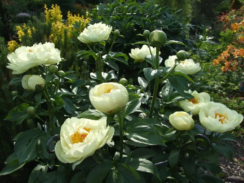 Пион травянистый лемон шифон. Пион травянистый лемон шифон. Пионы лимоны. Пион лемон шиффон 'lemon chiffon'. Пионы лимоны.