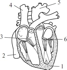 Обозначьте рисунок строение сердца. Сердце строение обозначенные подписи. Выберите три верных обозначения на рисунке строения сердца.. Подпишите структуры сердца обозначенные на рисунке. Выберите три верно обозначенные подписи к рисунку строение сердца.