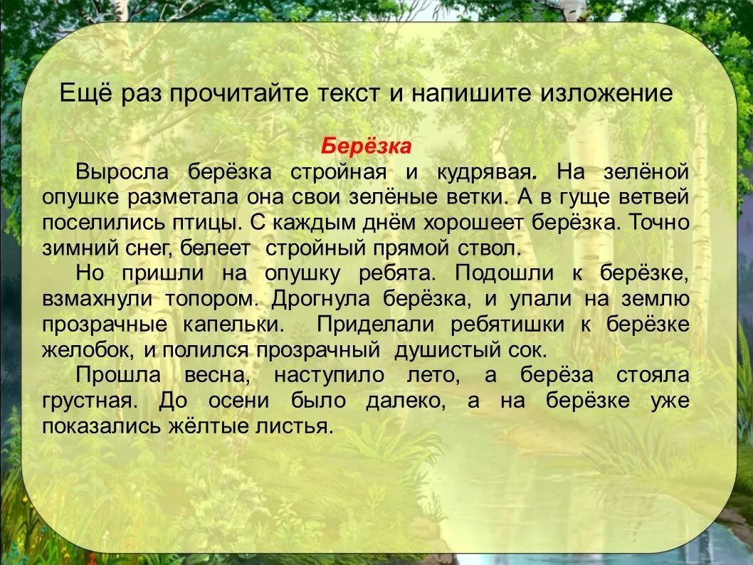 Родные березки изложение. Изложение береза. Изложение Березка. Изложения 5 класс русский. Изложение про три березы.