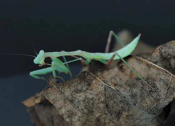 Сайты богомолов. Ischnomantis Gigas богомол. Азиатский богомол. Гигантский азиатский богомол. Африканский короткокрылый богомол.