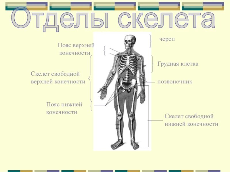 Подпишите отделы скелета. Скелет конечностей. Отделы скелета. Пояса конечностей отделы скелета. Осевой скелет и скелет конечностей.