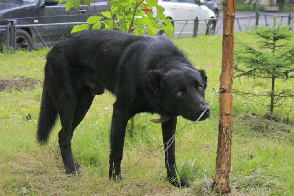 Большая черная собака. Черная большая собака беспородная. Черная большая дворняга. Дворняга собака черная большая. Черная беспородная собака.