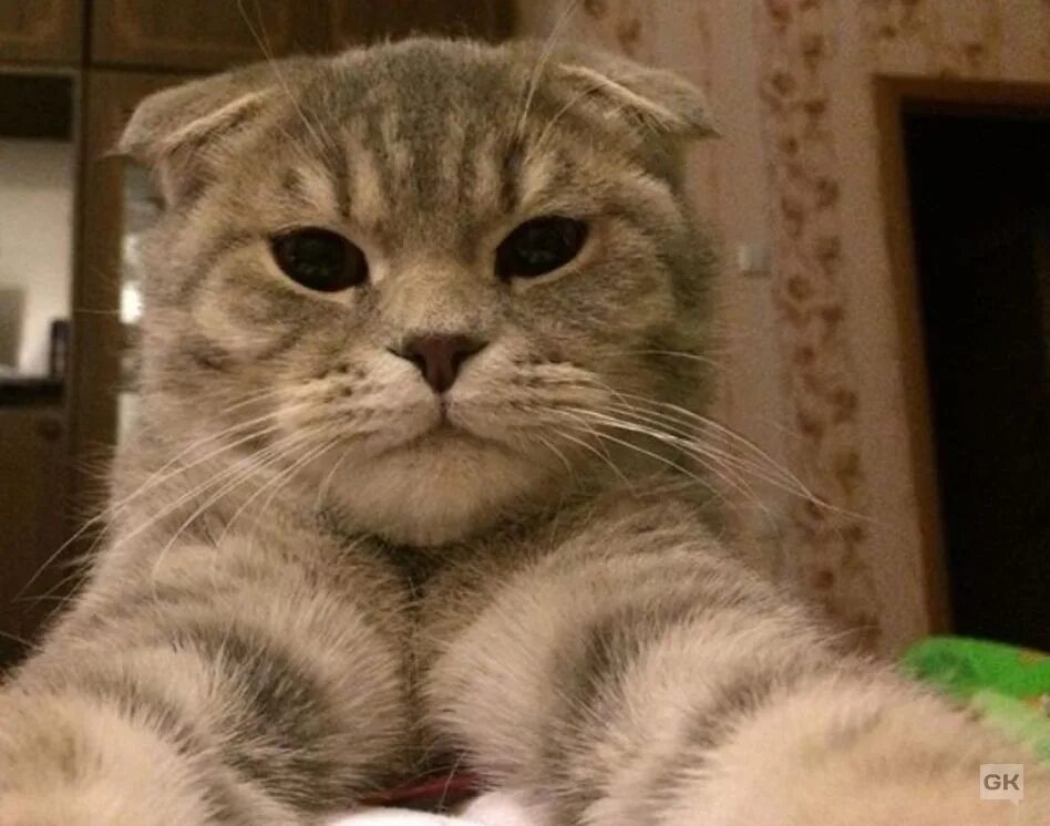 Данный кот. Данный кот