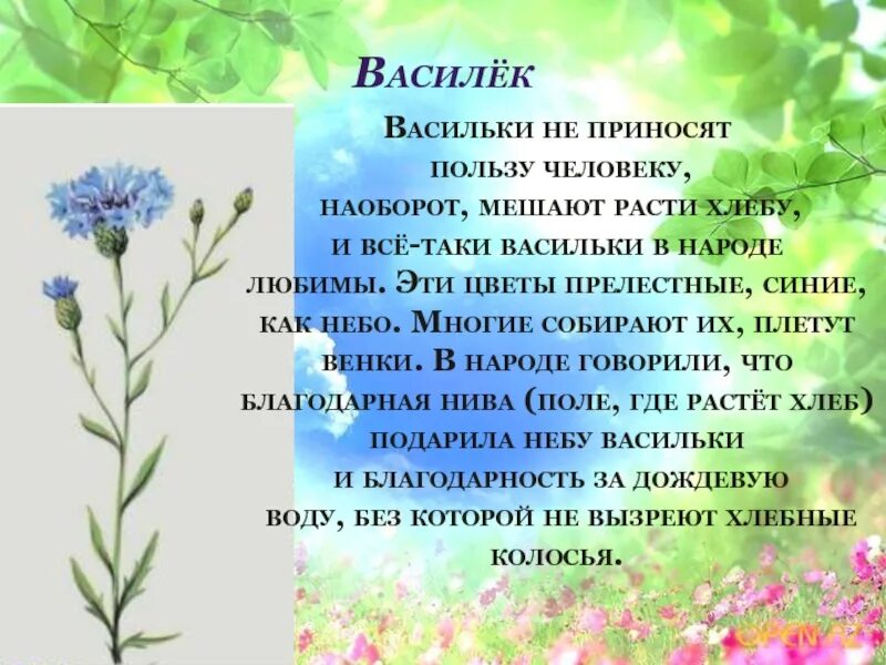 Сообщение о дикорастущем растении. Василек дикорастущее растение. Дикорастущие растения доклад. Доклад о растениях. Василек текст описание