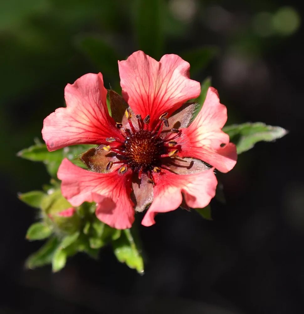 лапчатка непальская мисс вильмот. лапчатка непальская "мисс вилмот". лапчатка непальская мисс вильмонт. лапчатка непальская мисс вильмонт. лапчатка непальская "miss wilmott".
