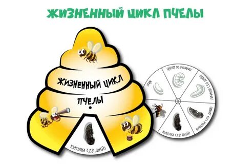 Цикл пчелы