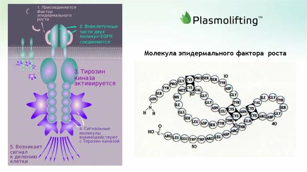 Эпидермальный фактор роста. Факторы роста клеток. Эпидермальный фактор роста области применение. Области применения эпидермального фактора роста. Фактор роста результаты