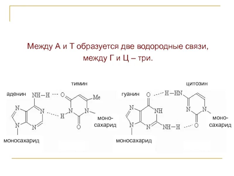 Гуанин и цитозин водородные связи. Гуанин цитозин Тимин аденин связи. Аденин и гуанин водородные связи. Аденин и Тимин 2 связи. Аденин гуанин цитозин водородные связи.
