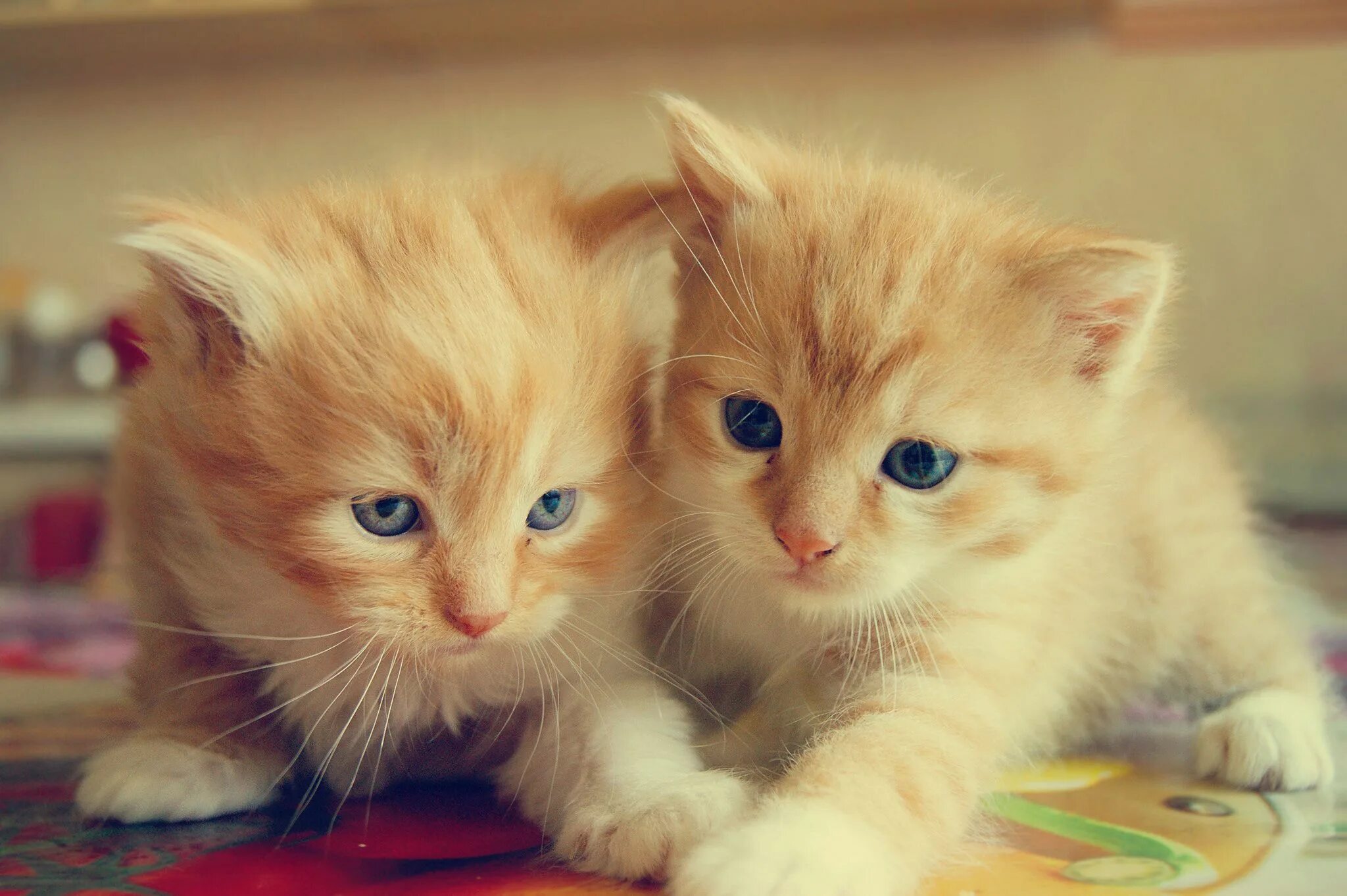 Милые котики. Cute cats 1. Котята милашки. Cute cats 1. Котик рыжий маленький.