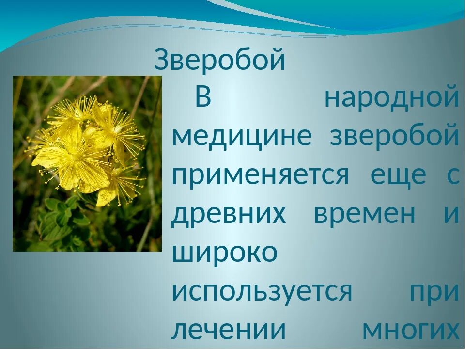 Зверобой для чего. Лекарственные растение зверобой лечебные свойства. зверобой характеристика цветка. зверобой целебные свойства растения. зверобой трава от чего.