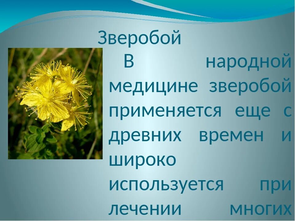 Зверобой трава свойства. Лекарственные растение зверобой лечебные свойства. Зверобой характеристика цветка. Зверобой целебные свойства растения. Зверобой трава от чего.