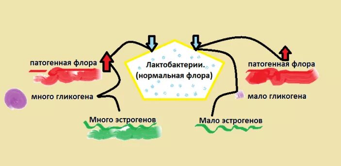 Запах нормальной микрофлоры у женщин. Патогенная микрофлора влагалища. Гликоген для женской микрофлоры. Выделения с запахом у женщин причины. Зуд без выделений и запаха форум