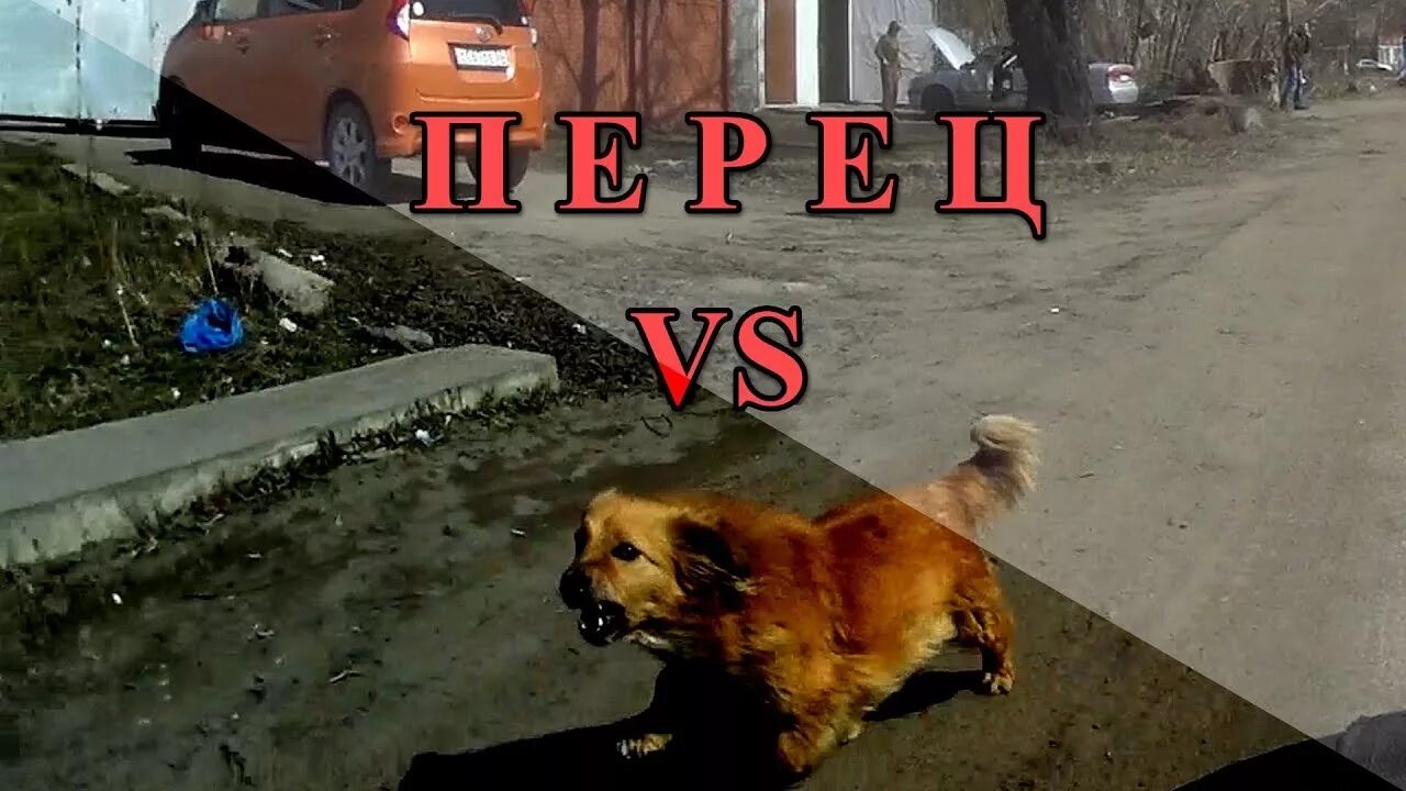 Кошки против собак 2 месть китти галор. Кошки против собак дом броуди. Диггс кошки против собак. Коты против собак 3. Дежурный пес.