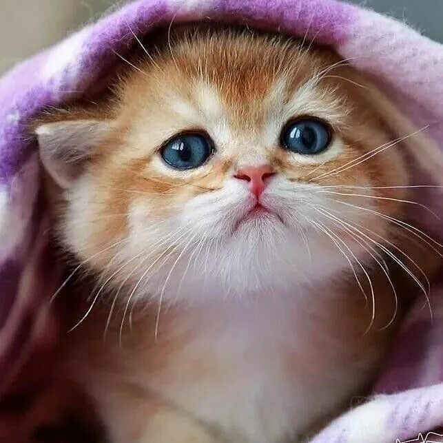 Строго милый. Милые котики. милый котик. красивые котята. котята милашки.