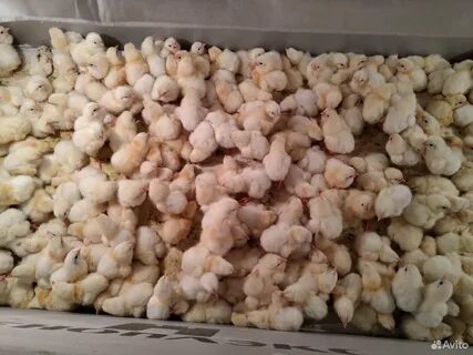 Когда будут продавать цыплят