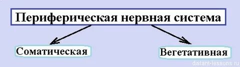 Что регулирует соматический отдел нервной системы