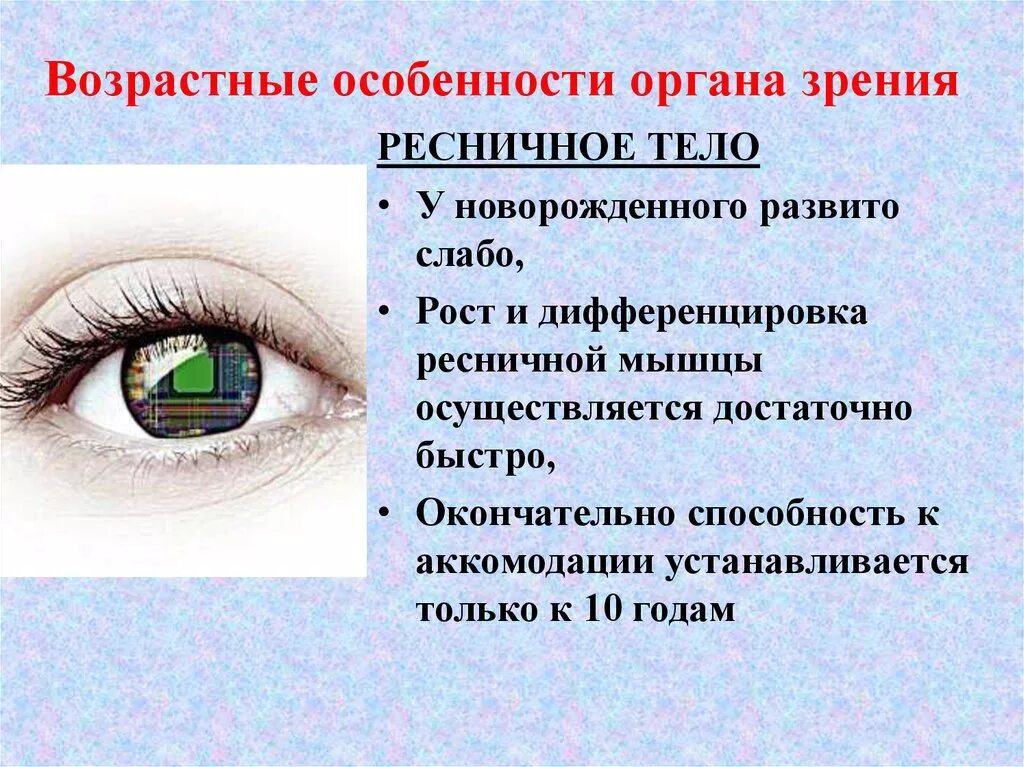 Особенности строения органа зрения. Возрастные особенности глаза. Возрастные особенности органа зрения. Возрастные особенности органа зрения анатомия. Строение зрительного анализатора.