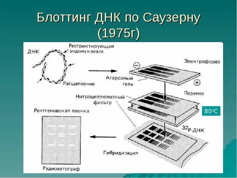 Электрофорез днк. Вестерн блоттинг саузерн блоттинг. методика блот-гибридизации по саузерну. агарозный гель-электрофорез. оборудование для электрофореза в агарозном геле.