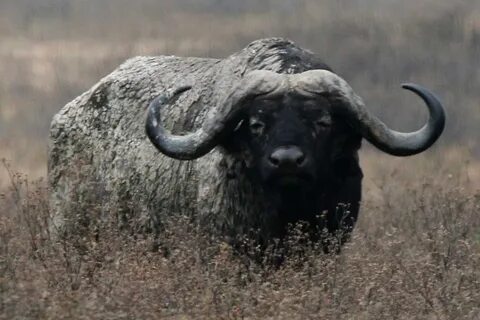 Маленький буйвол 4 буквы