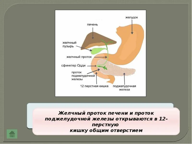 В двенадцатиперстную кишку открываются протоки печени. Протоки печени и поджелудочной железы открываются в. Желчный проток и проток поджелудочной железы открываются в. 12 Перстная кишка печень поджелудочная железа. Желудочный проток открывается в.