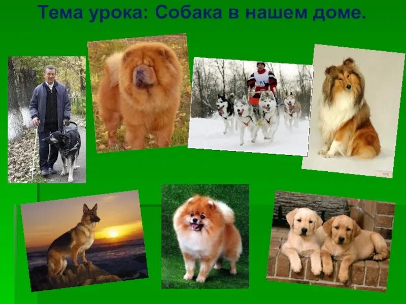 Проект собак 1 класс. Собака для презентации. проект породы собак. породы собак 1 класс. презентация про собак 1 класс.