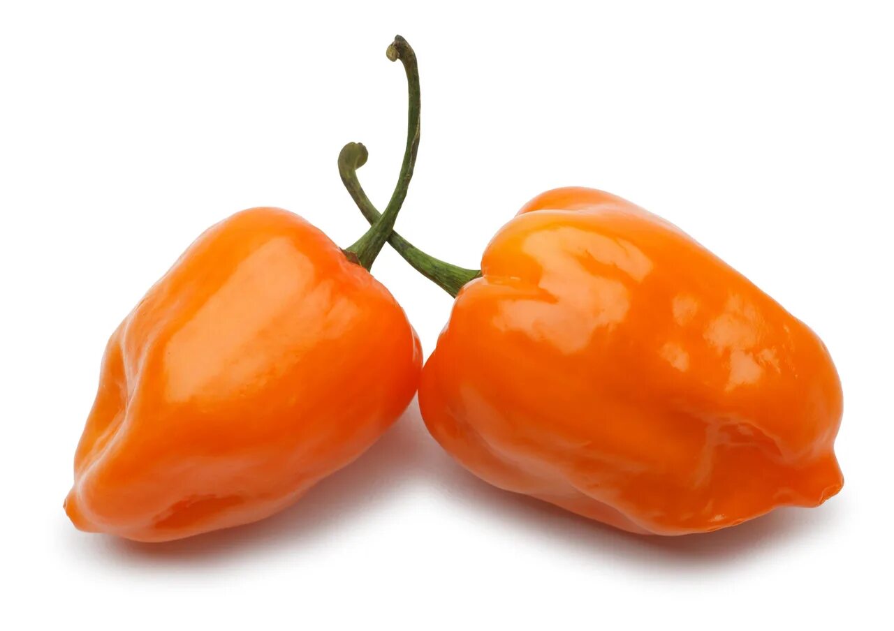 Хабанеро куст. Habanero lime. Перец хабанеро оранжевый. Хабанеро оранжевый сковилла. Хабанеро оранжевый.