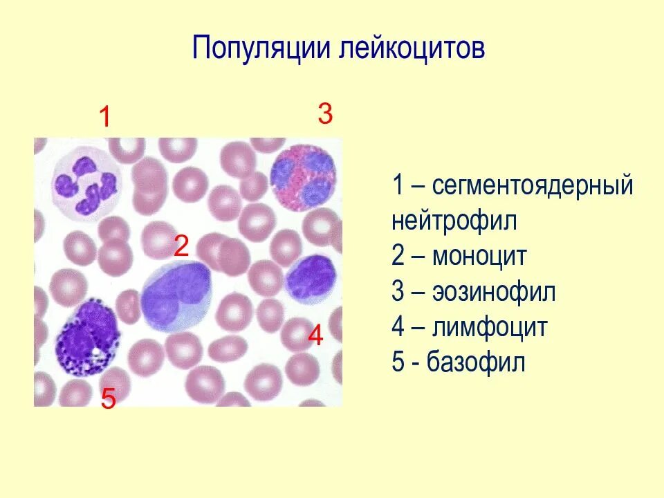 Сегментоядерные моноциты. Сегментоядерные нейтрофилы это базофилы. базофилы нейтрофилы гистология таблица. базофилы эозинофилы нейтрофилы моноциты и лимфоциты. сегментоядерные нейтрофилы функции.