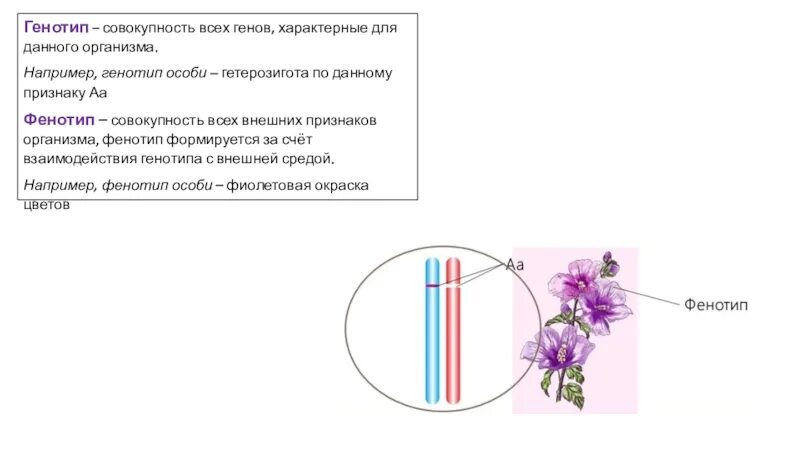 Генотип характеризует. Генотип это совокупность. Генотип это совокупность всех генов. Взаимодействие генотипа и среды. Генотип совокупность генов всех особей.