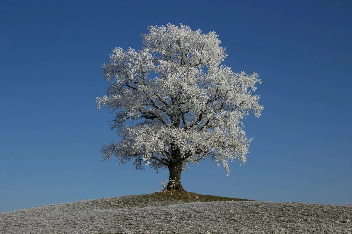 Зачем белые деревья. Деревья зимой. Развесистое дерево. Серебряное дерево. Красивое развесистое дерево зимой.