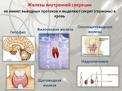 Определение железа внешней секреции
