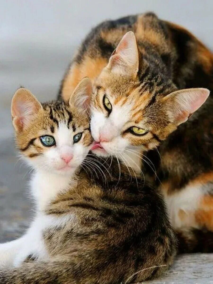 Мама котя. Мама кошка и котенок. Мама котя. Котята с мамой. Мама котя.