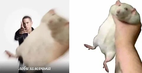 Папа брось хомяка