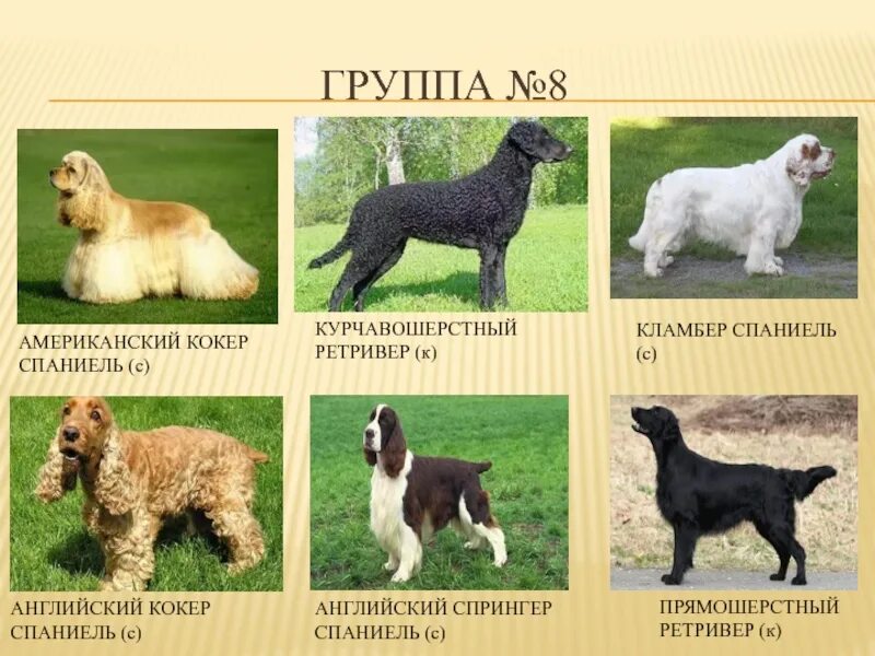 Классификация видов собак. Классификация пород собак fci 8 группа. породы собак по группам фци. классификация пород собак fci 9 группа. группы пород собак ркф.