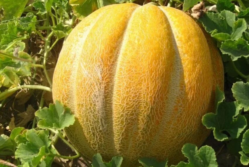 Купить семена Дыня Melon Cantaloup Charentais в Москве: доставка семян по России