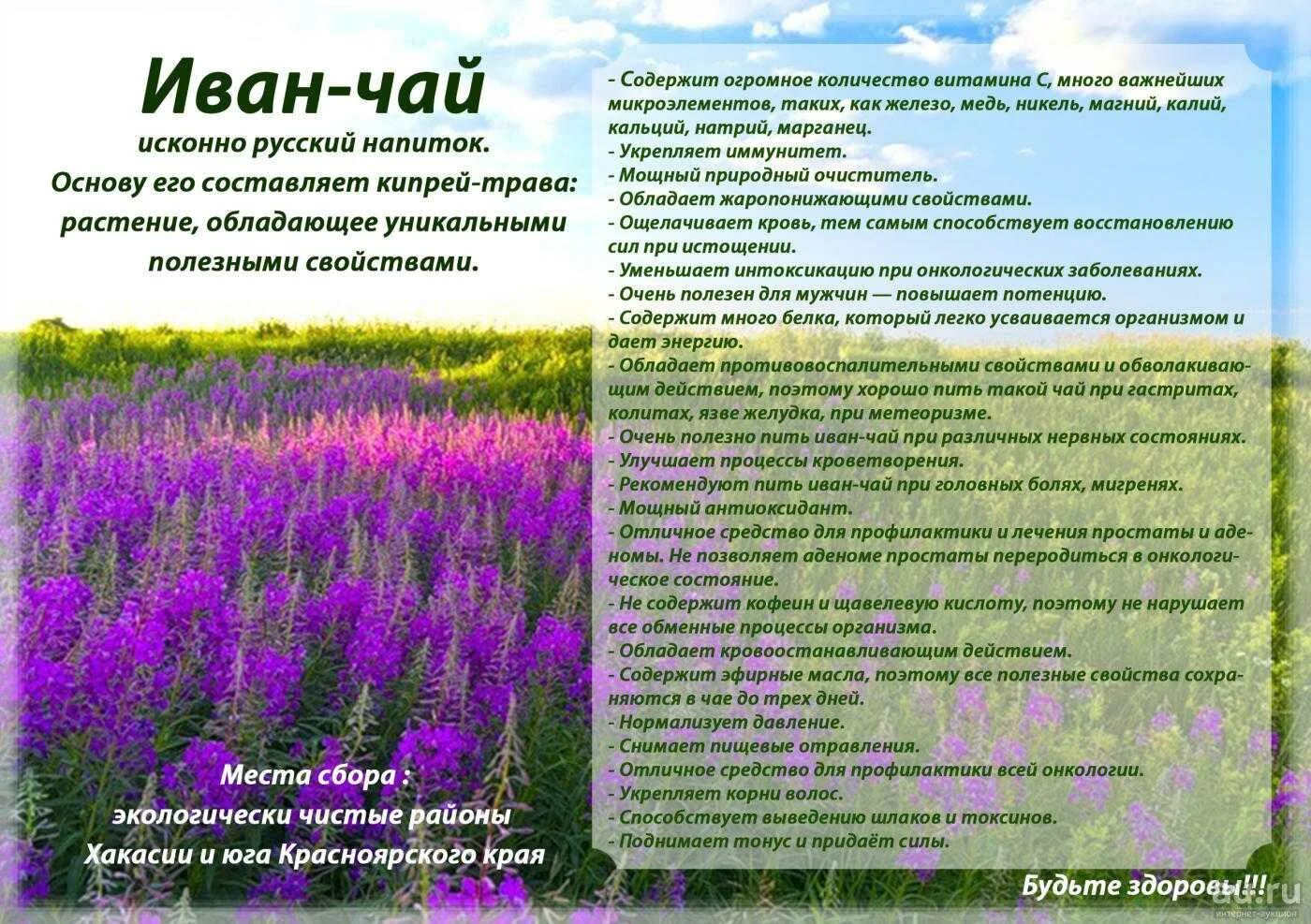 Кипрей полезные свойства фото. Иван-чай лечебные свойства. Кипрей полезные свойства фото. Целебный иван-чай. Кипрей узколистный отцвел.