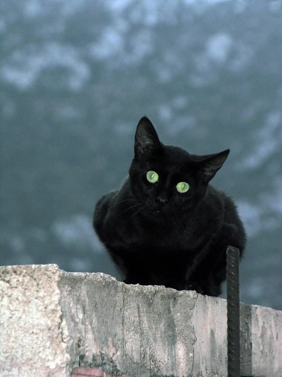 Чёрный кот. Черный Кок. Черная короткошерстная кошка. Красивый черный кот.