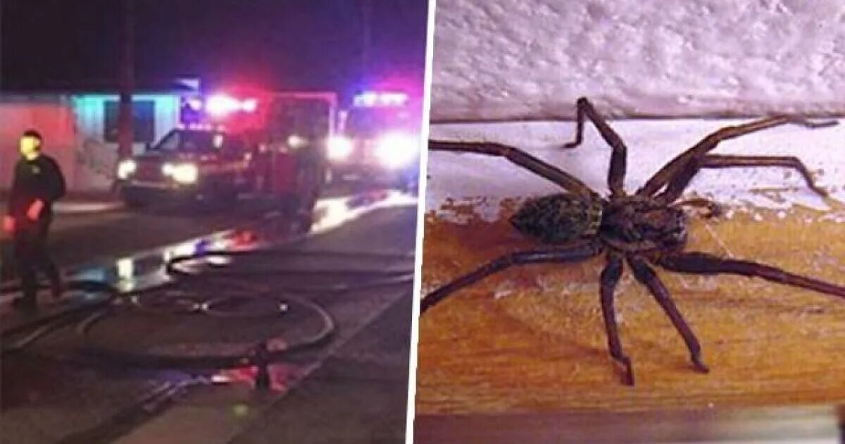 Большие пауки. Домашний паук. Самый огромный паук в мире.
