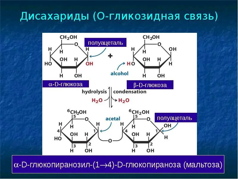 1 1 гликозидной связью. 1,4 Α-гликозидная связь. Мальтоза Тип гликозидной связи. О-Α-D-1,4-гликозидная связь. Бета n гликозидная связь.