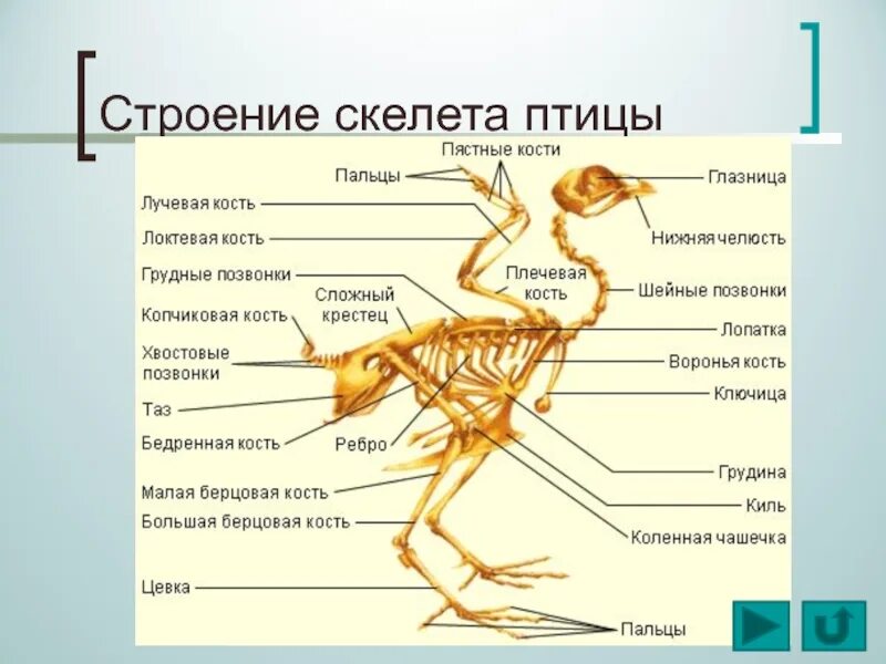 Таблица особенности строения скелета птиц. Скелет птицы биология 7 класс. Скелет птицы рис 151. Строение скелета птицы. Класс птицы строение.