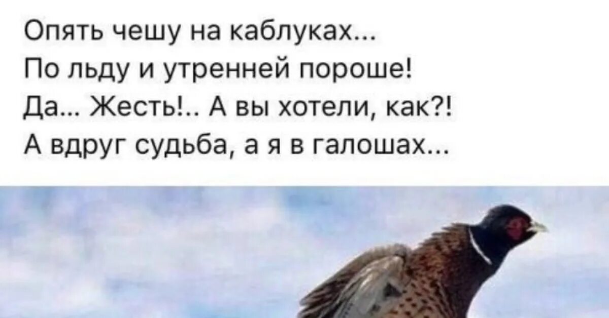 А вдруг судьба а я в галошах. Нас свела судьба. Цитаты для подростков со смыслом. Судьба опять. Делаю ставку на 31 февраля.