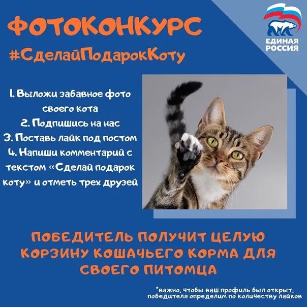 Беседа день кошек. Всемирный день кошек 8 августа. День кошек в России.